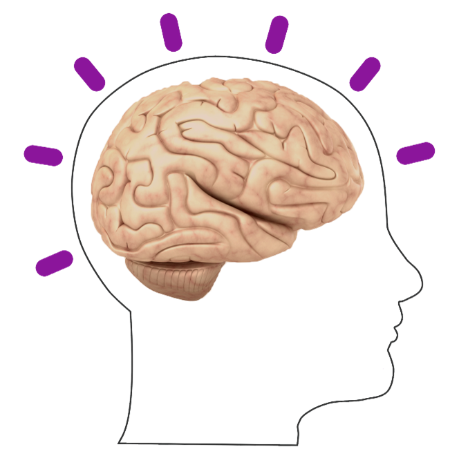 This picture shows the side of a person's head. Inside the head, you can see a drawing of the brain. Purple lines come out from the top of the head, showing that the person is thinking or has an idea.
