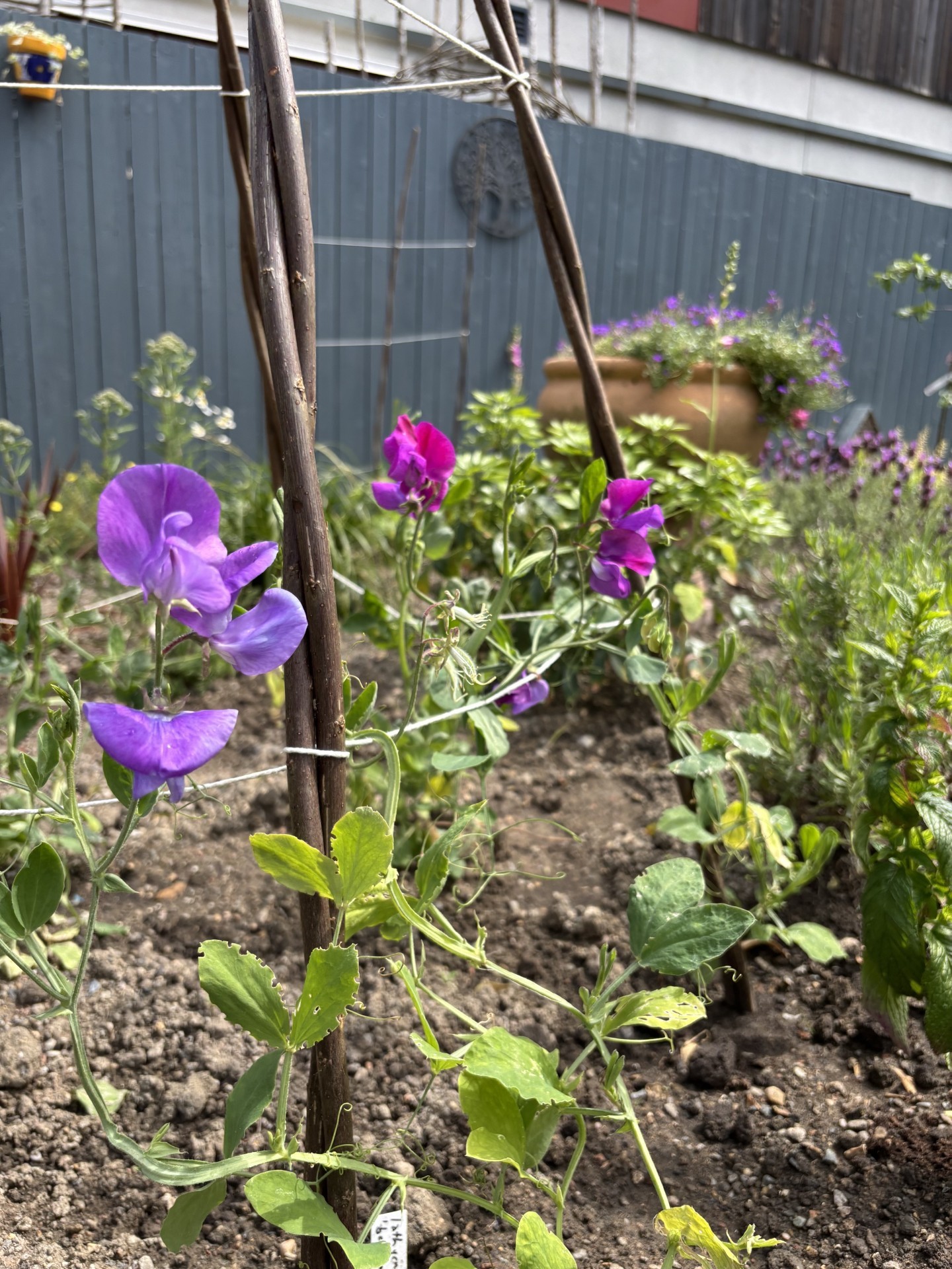 Photo of the garden, purple flowers climbing on a trellis
