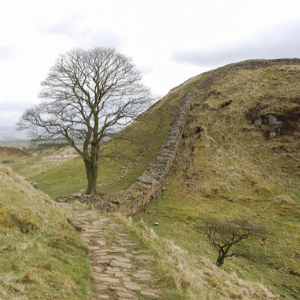 Sycamore tree next to Hadrian's Wall