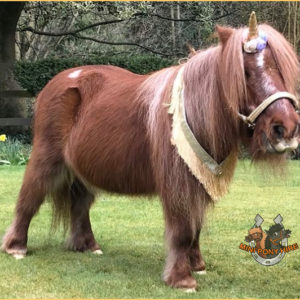 Therapy pony nominated for national award
