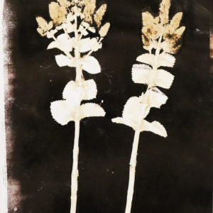Ink/sepia and white flower print