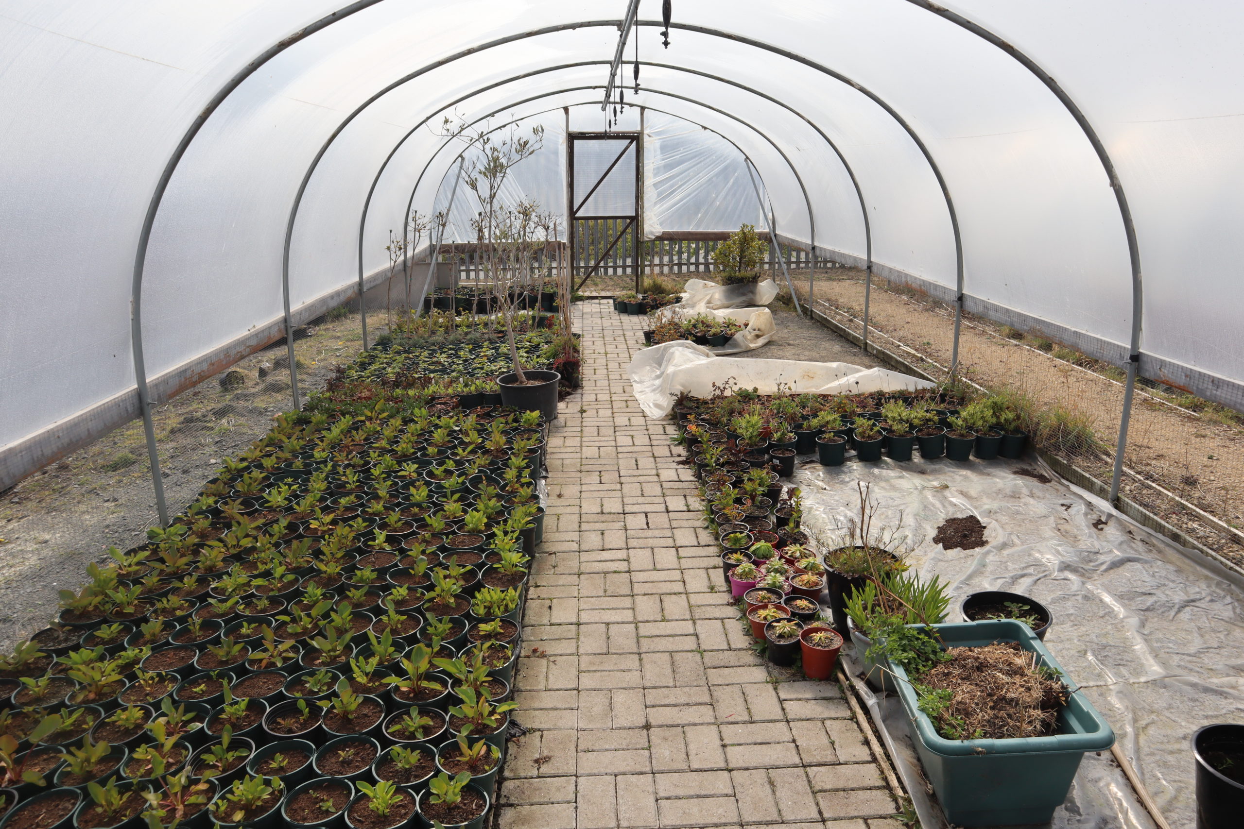 One of the polytunnels at Hopewood Park used by the Occupational Therapy team to grow plants with patients.