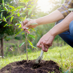 Capturing carbon, promoting wellbeing: CNTW to plant 1000 trees