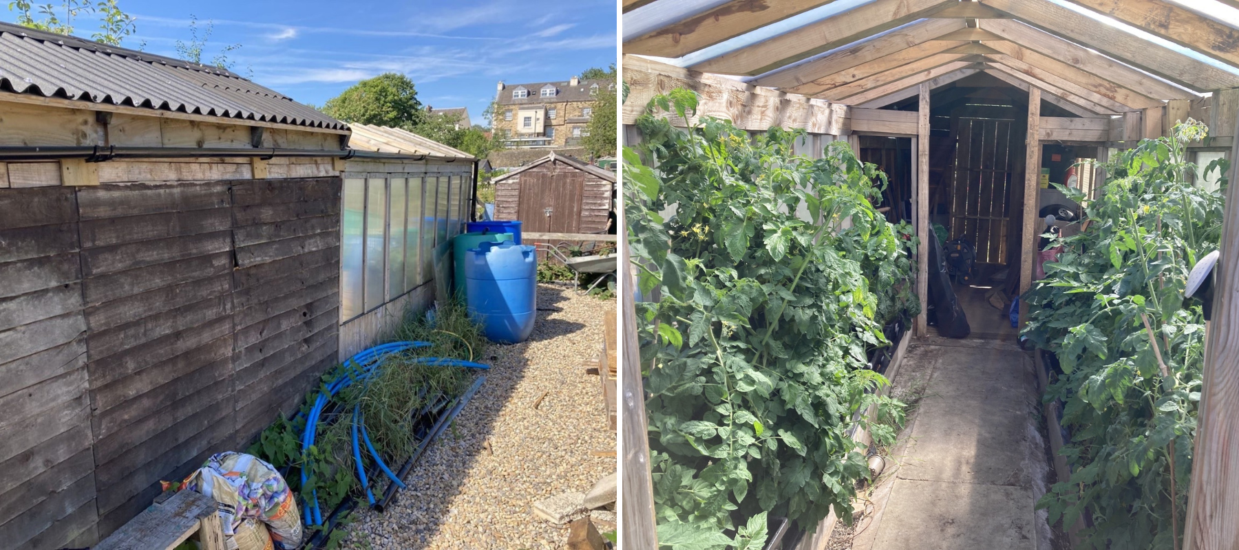 Two photos of the Community Forensic allotment, featuring a greenhouse 