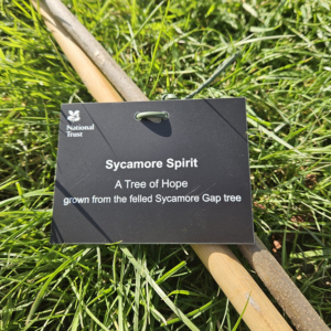 Trust plants Sycamore Gap Trees of Hope sapling